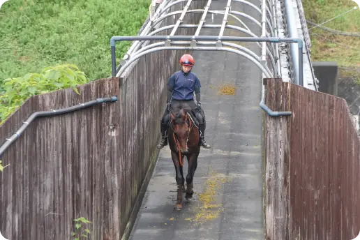 競走馬の調教