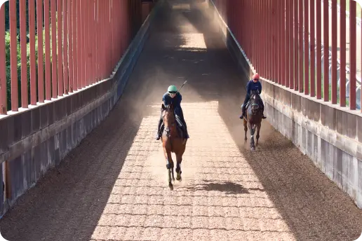 競走馬の調教